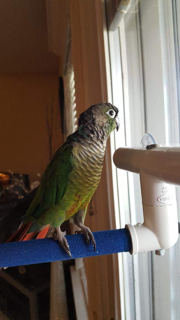 Polly'S Sandy Window And Shower Bird Perch, Small