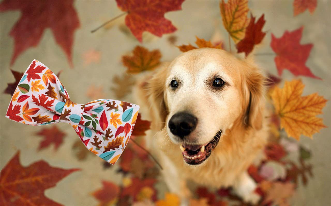 Elegant Little Tail Fall Dog Collar, Male Or Female Dog Collar With Bow Adjustable Soft Bow Tie Dog Collars For Small Dogs And C