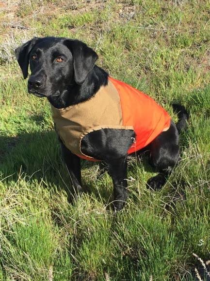 CUGA Vest Serious Protection for The Active Dog (MED, Orange/Coyote)