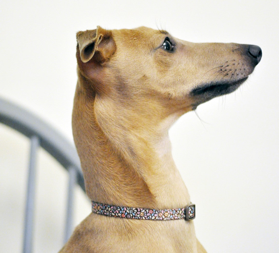 Coastal Pet Styles Adjustable Dog Collar Special Paw Brown