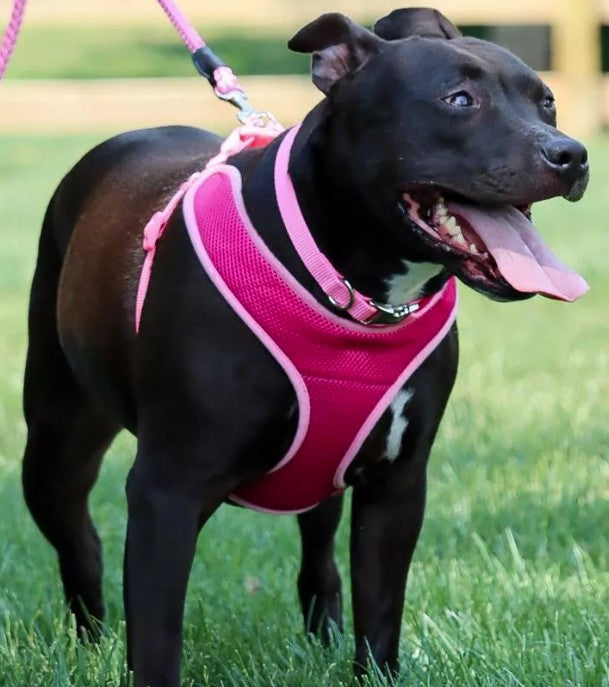 Coastal Pet Comfort Soft Wrap Adjustable Dog Harness - Comfortable Harness For Dog - Adjustable Fit - Easy Step-In Design - Breathable Fabric Mesh - Orchid, 5/8' X 19'-23'