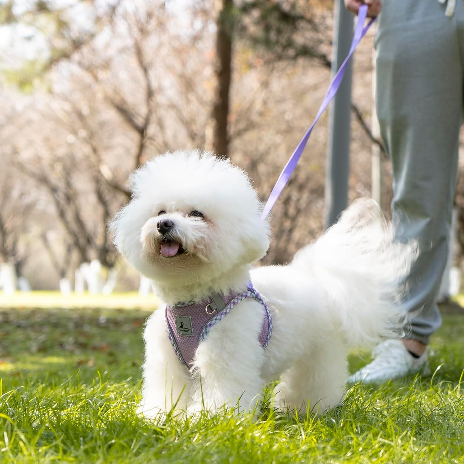 Reflective Harness and Leash Set for Small Dogs & Cats