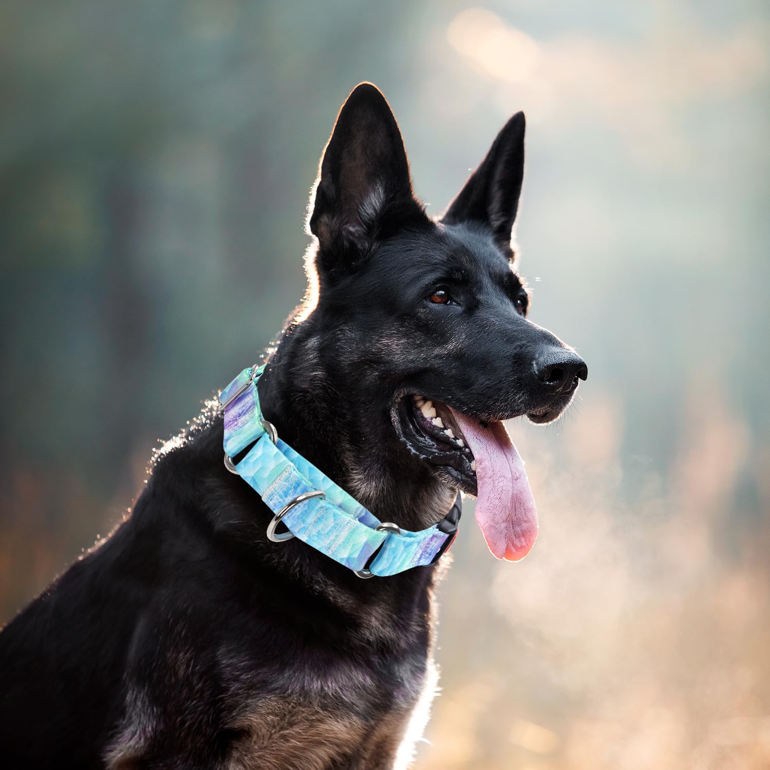 Martingale Collar For Dogs, Blue No Escape Training Dog Collar For Small Medium Dogs, Adjustable Safety Buckle Dog Collar, Perfe