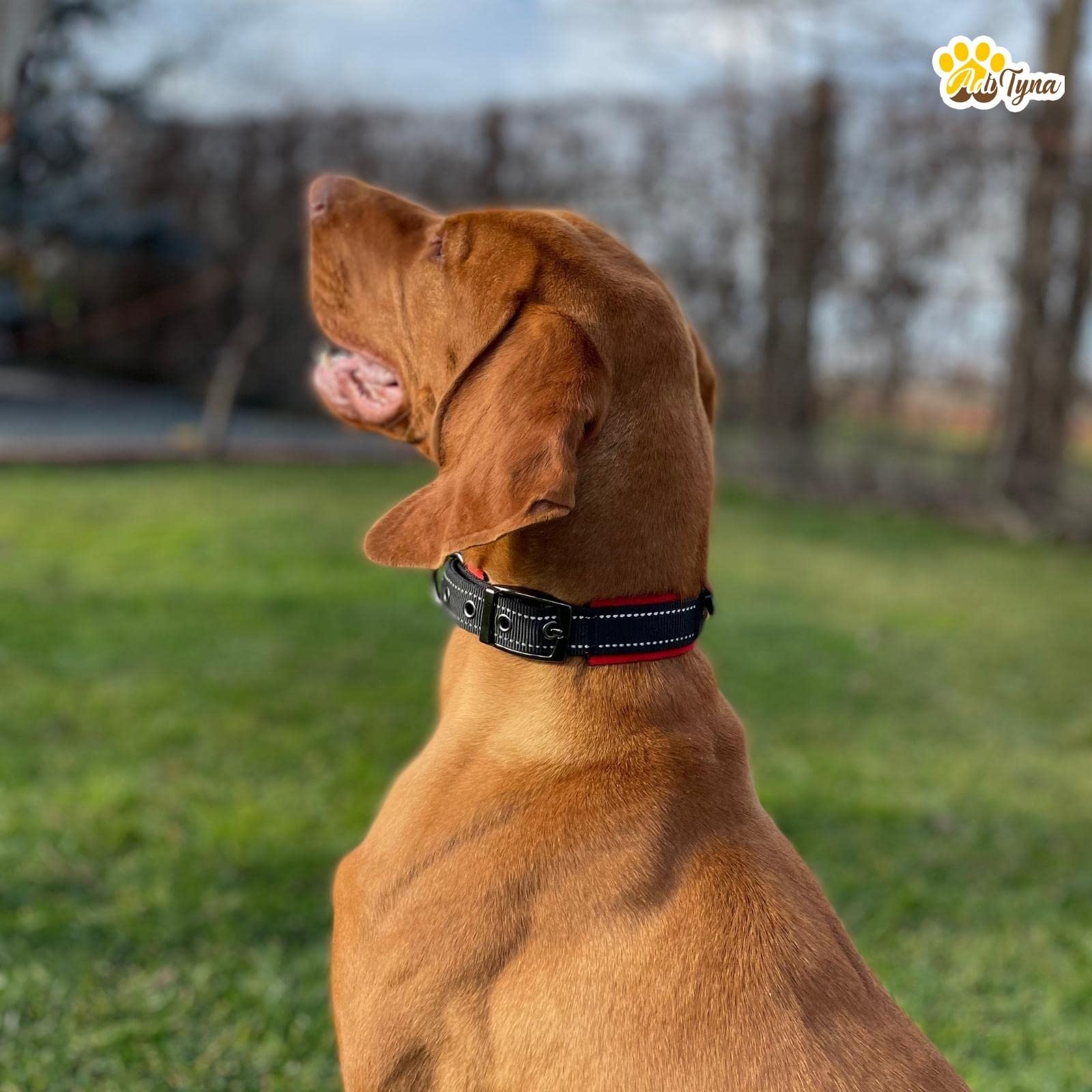 ADITYNA Ultra Comfortable Soft Neoprene Padded Dog Collar for Medium Dogs