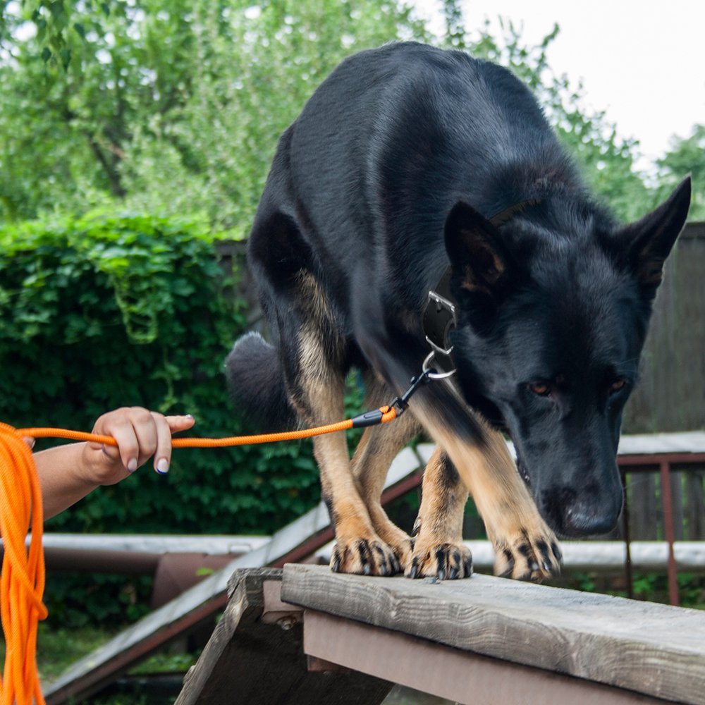 BronzeDog Rope Pro Training Dog Collar Braided No Pull Quick Release Round Lead Collars for Dogs Small Medium Large Puppy (30 FT