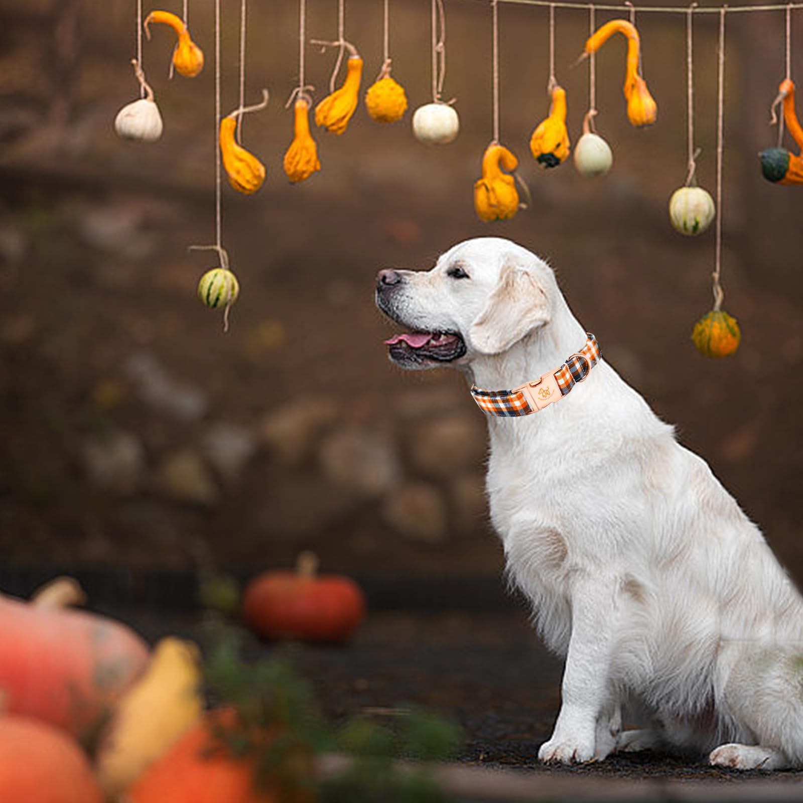 Elegant Little Tail Dog Collar - Orange Plaid Fall Pet Collar With Metal Buckle, Adjustable Cotton Collar For X-Large Dogs, Pupp
