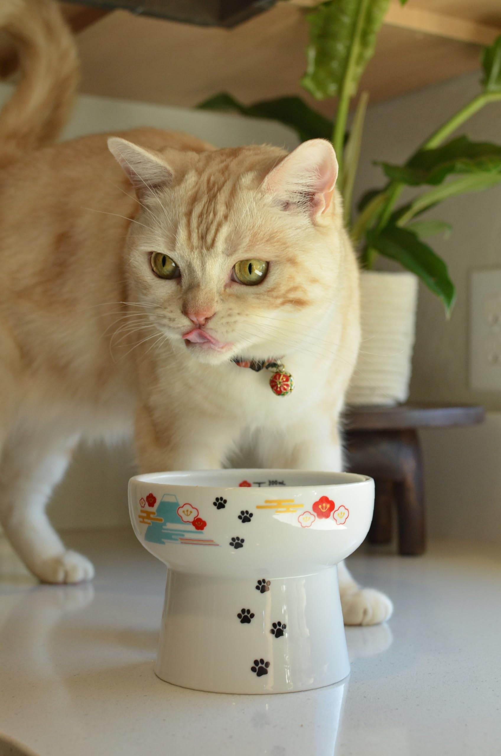 Necoichi Elevated Ceramic Cat Bowls for Indoor Cats - Raised Cat Food Bowl, Cat Water Bowl, Cute Lifted Cat Dishes for Food, Whi