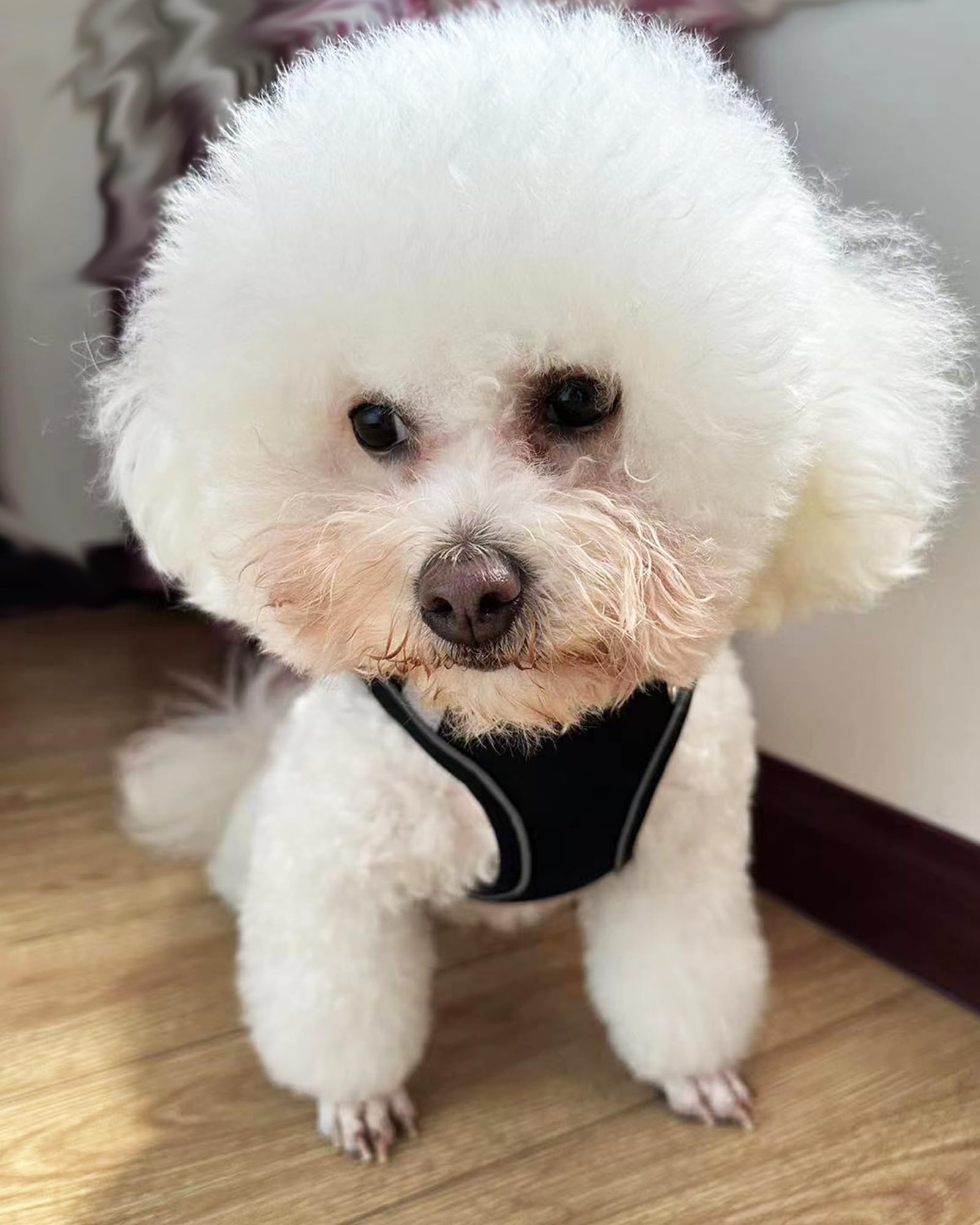 Solmoony Dog Harness - No Pull, Mesh For Small Medium Dogs - Step In, Puppy Set (Black, S)