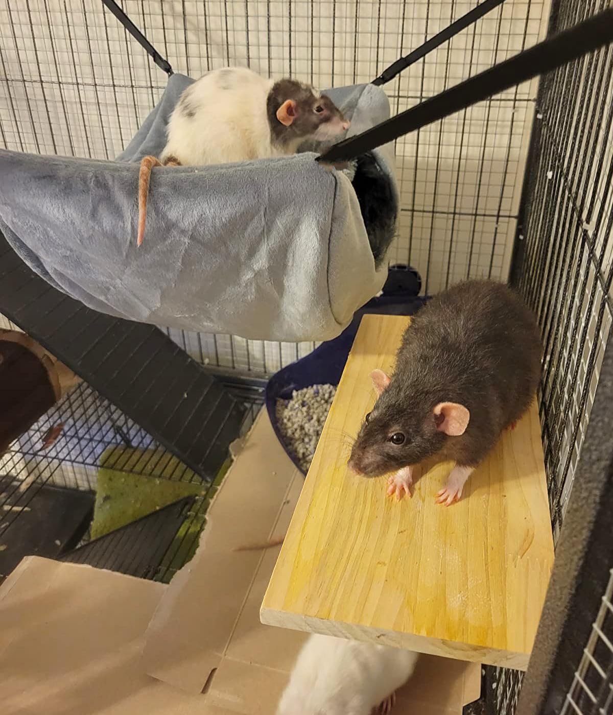 Vedem Ferret Soft Plush Bunkbed Hammock Small Animal Cage Hanging Bed Warm Hideout For Rat Chinchilla Squirrel (Medium, Grey)