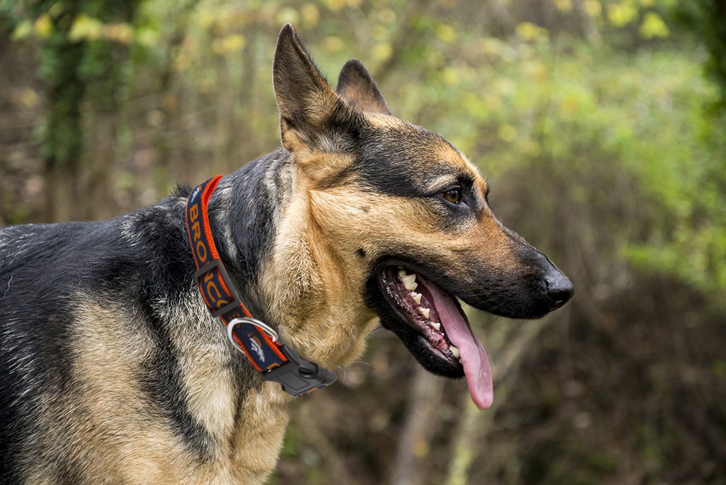 Pets First NFL Denver Broncos Licensed PET COLLAR, Small - Heavy-Duty, Strong, and Durable Dog Collar. Available in 31 Football
