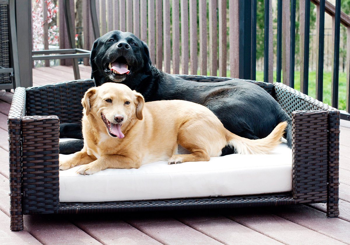 Iconic Pet Rectangular Rattan/Wicker Pet Bed, Metal Frame Indoor/Outdoor Furniture Pet Sofa/Couch For Dogs & Cats, Woven Rattan Dog Bed Water Resistant, Machine Washable Cushion Cover -Small