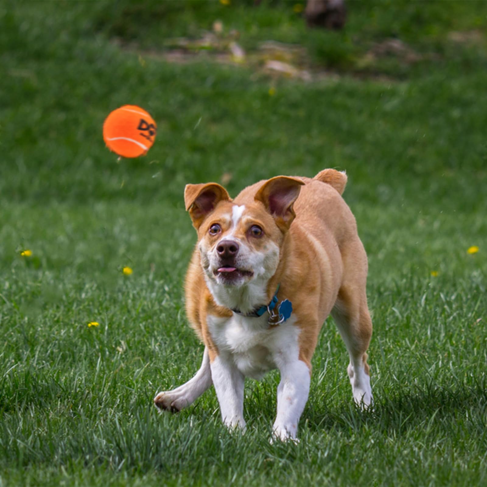Insum Squeaky Dog Balls - Squeaky Tennis Balls For Dogs, Orange | Medium - 2.5'', 4Pack