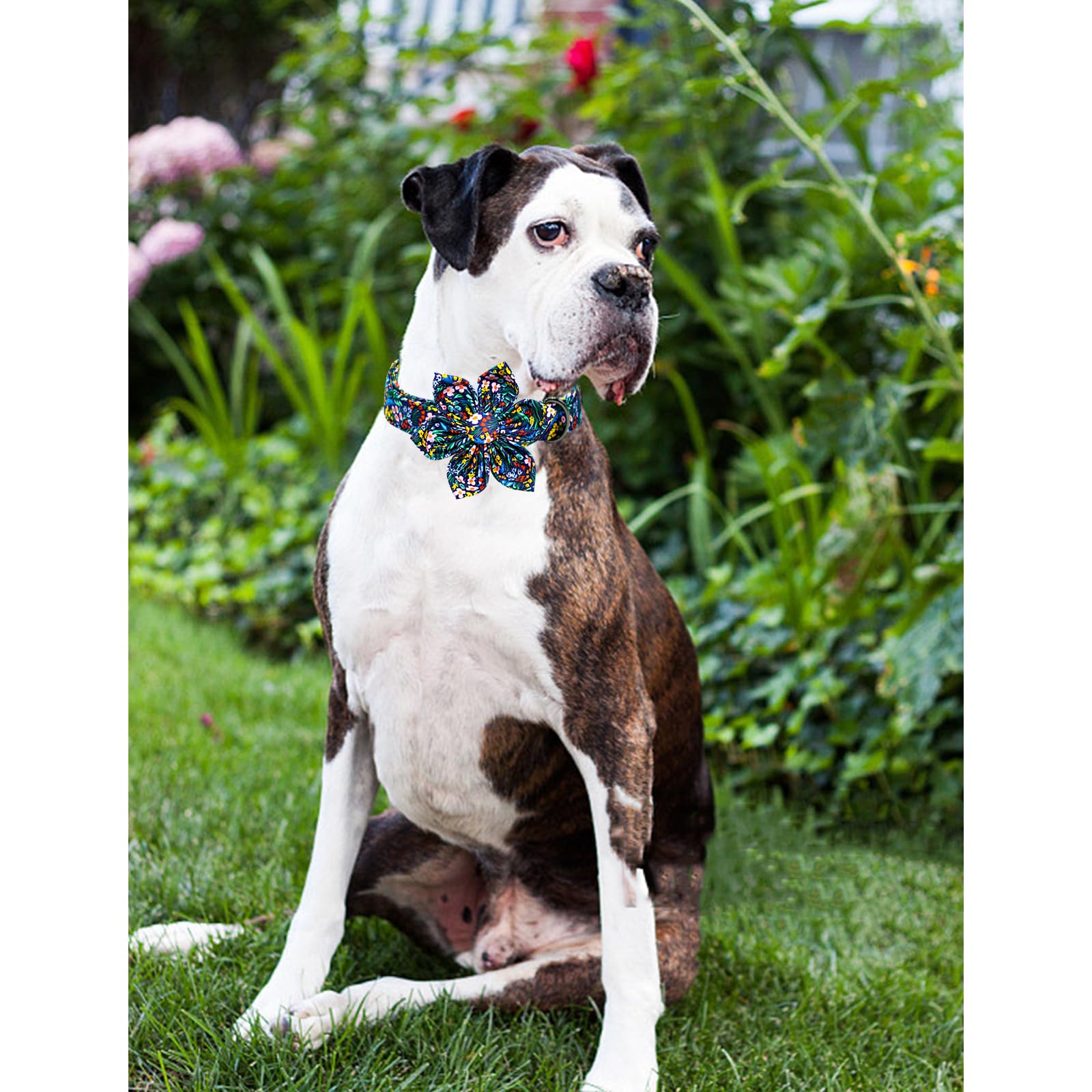 Lionheart glory Dog Collar Darkblue Flower Dog Bow Collars Floral Dog Collar with Flower Male or Female Spring Fall Pet Gift Dur