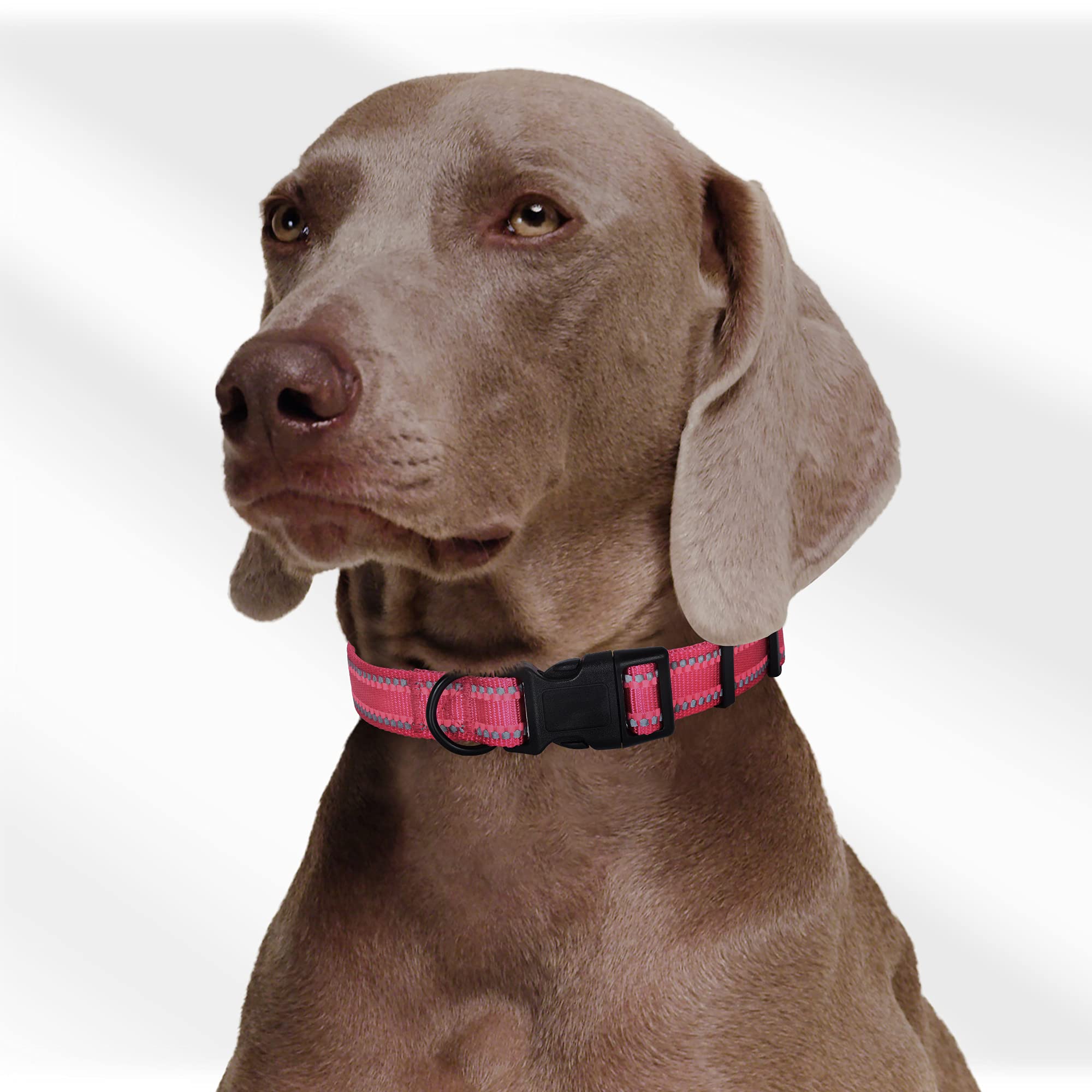 Mile High Life | Nylon Night Light Glow Collar For Medium Dogs | Reflective Band Cat Collar | Fluorescence Self-Luminescence Strap Puppy Collar | Safe Night Walk Collars For Dogs (Pink, L)