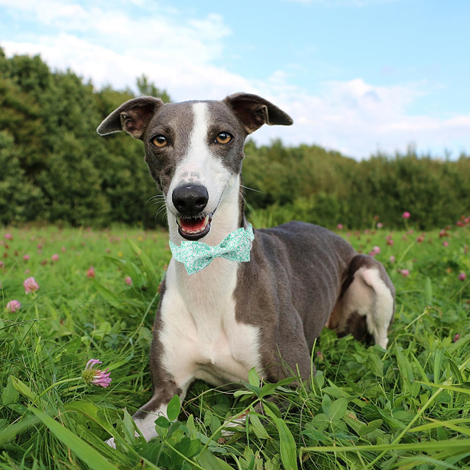 Mr. Chubbyface Spring Summer Dog Collar, Cute Green Wildflower Dog Collars, Durable Female Male Pet Collars For Small Medium Lar