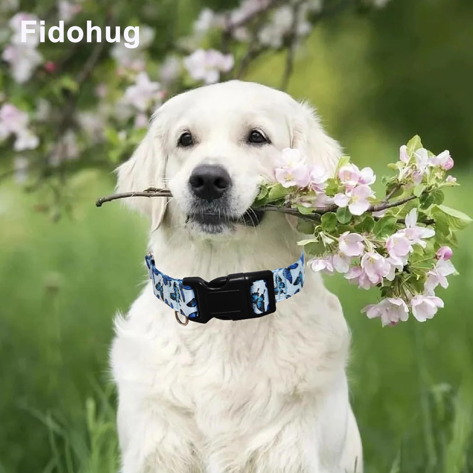 Fidohug Martingale Dog Collar With Buckle Adjustable Nylon Cute Girl No Pull Anti Escape Training Dog Collars (Blue Butterfly, M