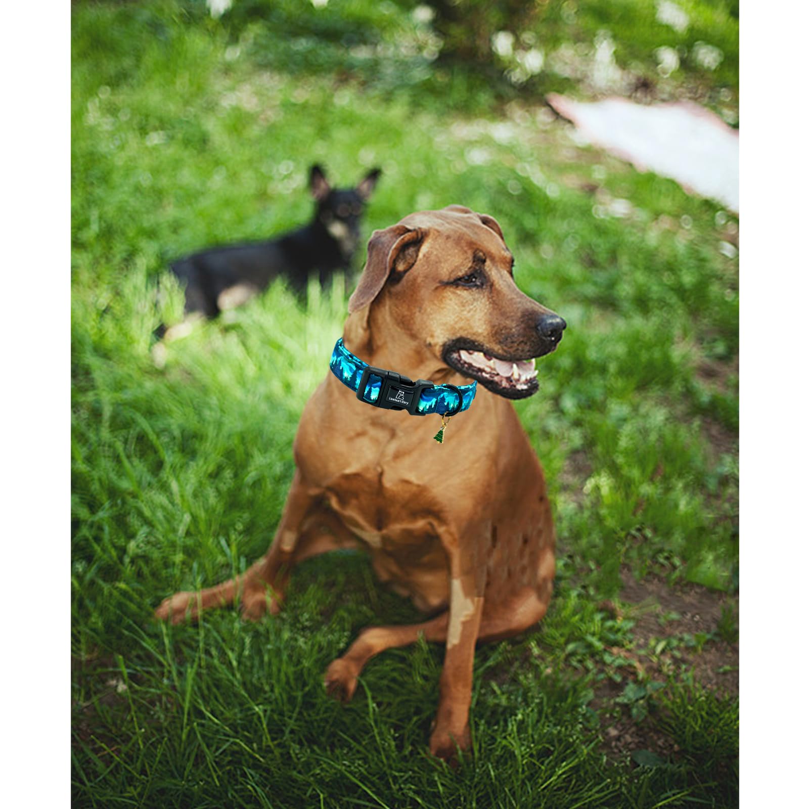 Lionheart Glory Dog Collar Green Cute Collar For X-Small Dogs Spring Summer Female Or Male Collars Pet Gift Adjustable Heavy-Dut