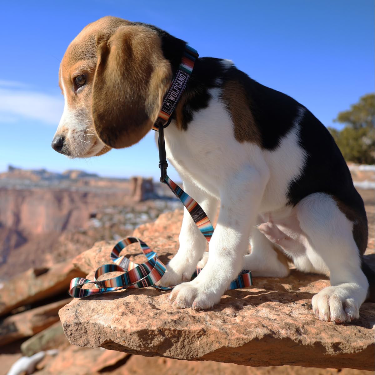 Wolfgang Heavy Duty, Adjustable Dog Collar With Quick Release Nylon Buckle For Walking & Training, Lostart Print, Medium