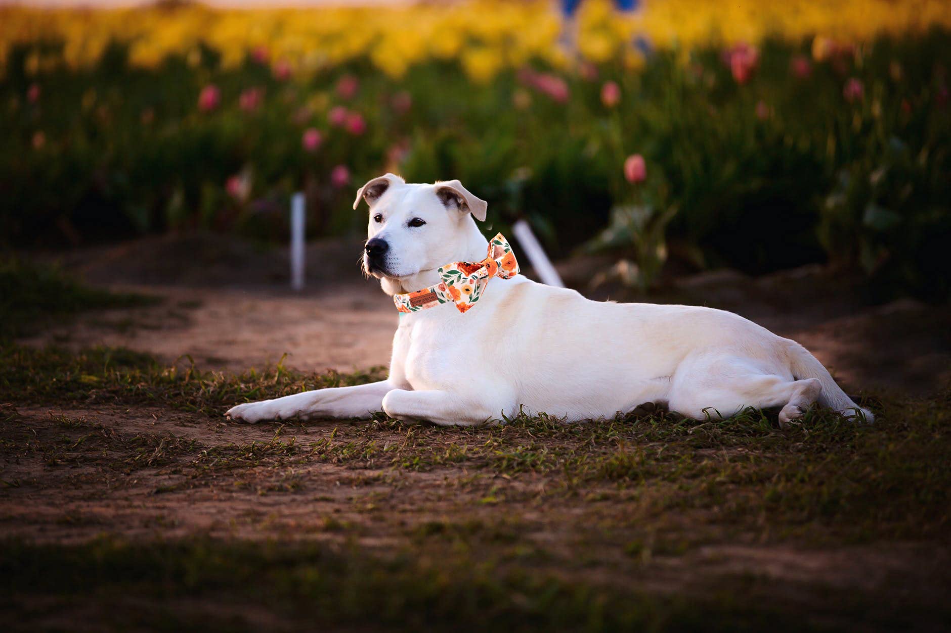 Elegant Little Tail Floral Dog Collar With Bow, Comfotable Dog Bowtie, Bowtie Dog Collar Adjustable Girl Dog Collars For Small Medium Large Dogs And Cats