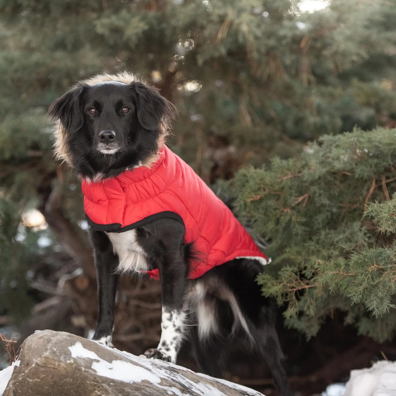 Gf Pet Urban Parka - Windproof & Insulated Winter Coat For Dogs - Stylish & Comfortable Parka Jacket - Adjustable Fit - 2Xl, Red
