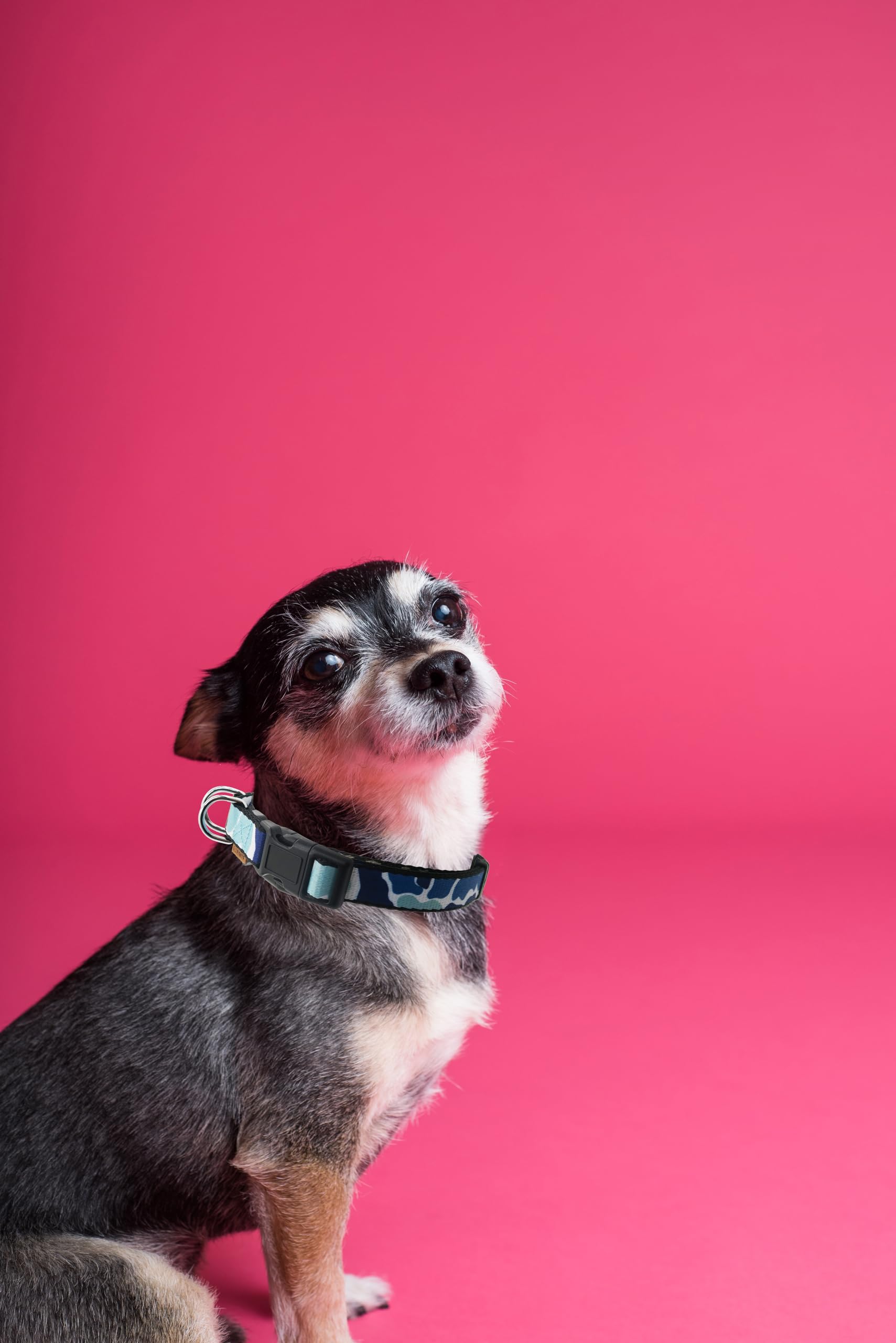 Aiminto Dog Collar, Cute Camouflage Pattern, Soft And Adjustable Collar With Quick Release Buckle (Xs (Neck 9-13'', Width 3/8'')