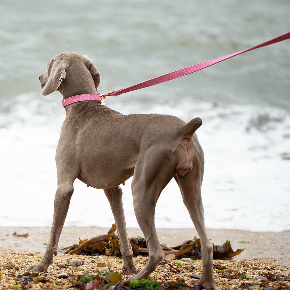 Dogwong Cotton Dog Collar And Leash Pink Pet Collar Soft Durable Puppy Collar For Small Medium Large Girl Dogs