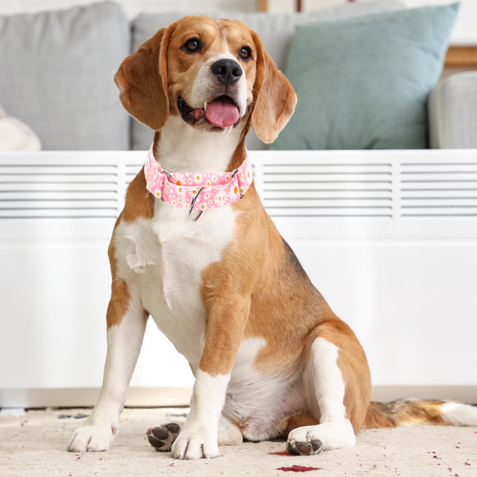 Martingale Collar For Dogs Medium Large, Girl Dog Collars With Adjustable Soft Nylon And Special Pink Daisy Floral Design, Train