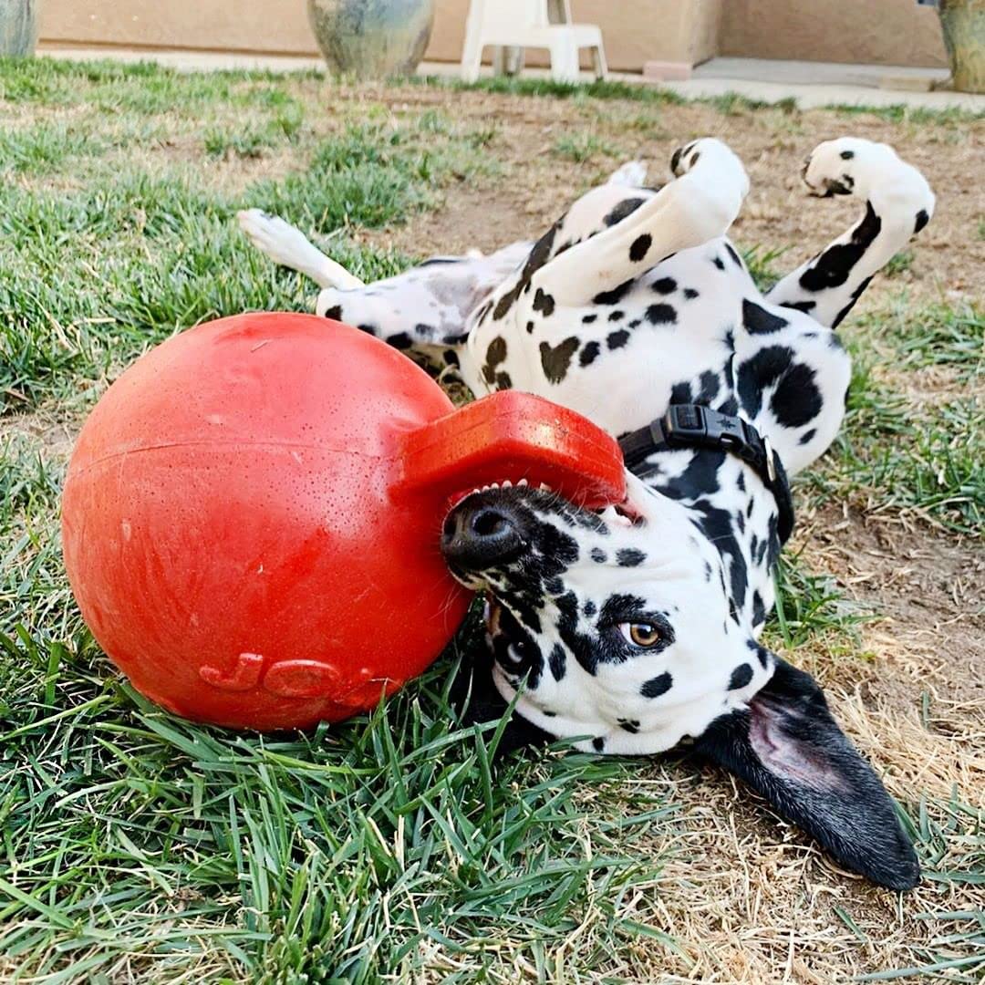 Jolly Pets Dog 6-Inch Tug-N-Toss, Red (406 Rd),6 Inches/Medium