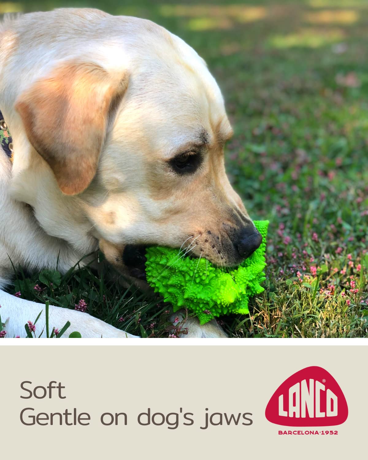 Xl Squeaky Dog Toy - Large And Medium Dogs - Sensory Nubby Dog Toy Broccoli - Natural Rubber (Latex) - Free From Harmful Chemicals (Green) -Like New