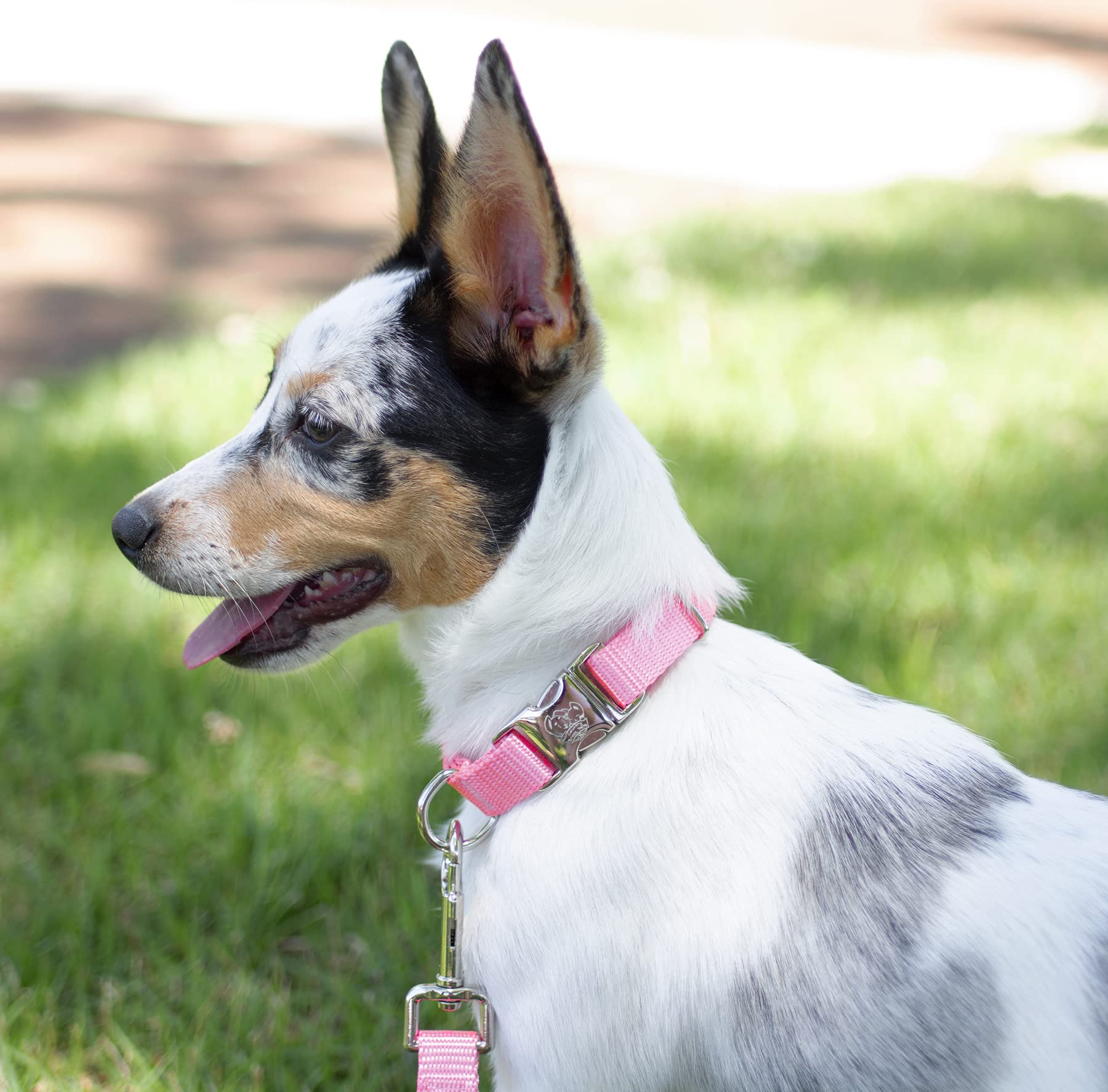 Country Brook Design - Vibrant 30+ Color Selection - Premium Nylon Dog Collar With Metal Buckle (Extra Large, 1 Inch, Pink)