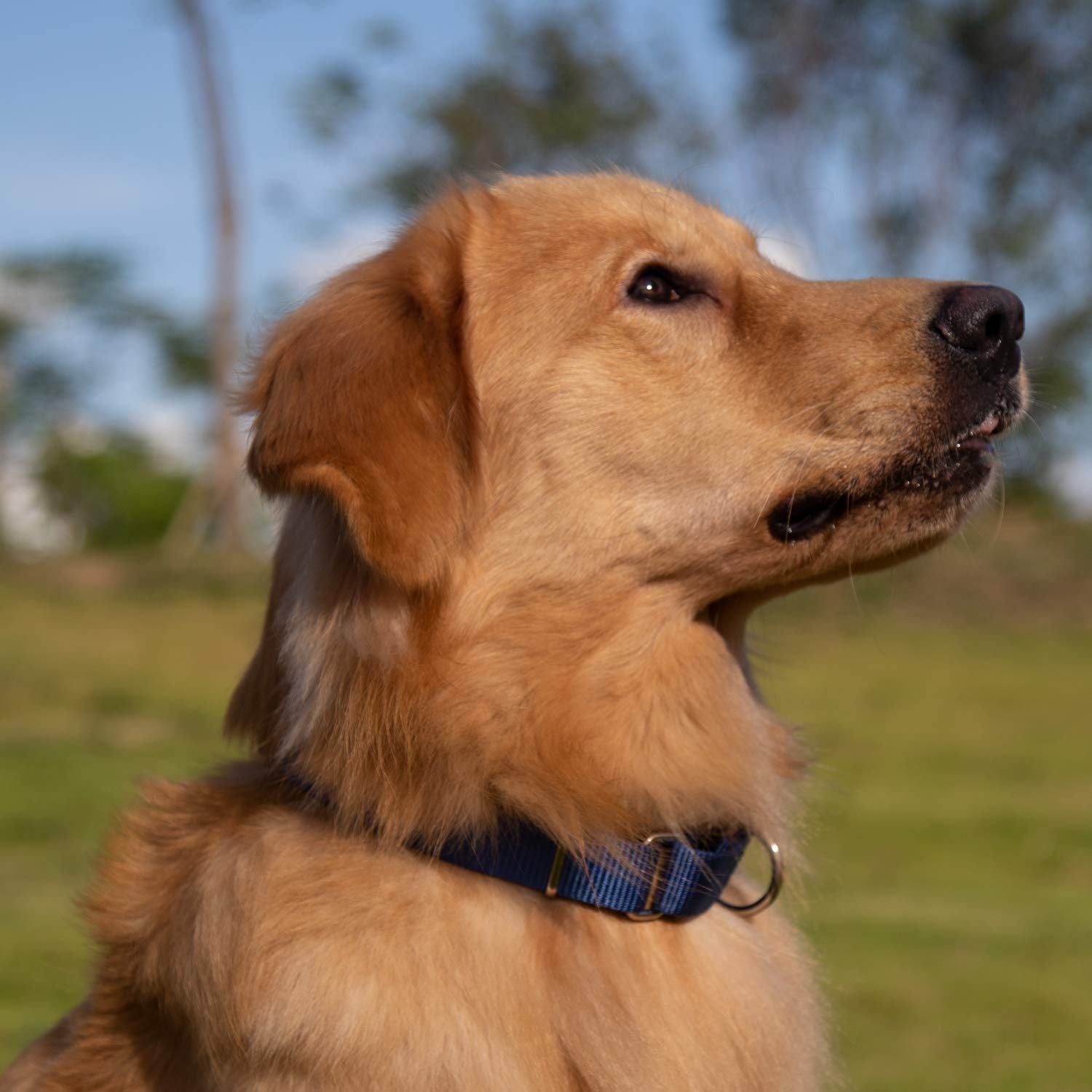 Hyhug Premium Nylon Anti-Escape Martingale Dog Collar, Large, Classic Blue, Model COMOYA, Comfy & Safe for Training & Walking