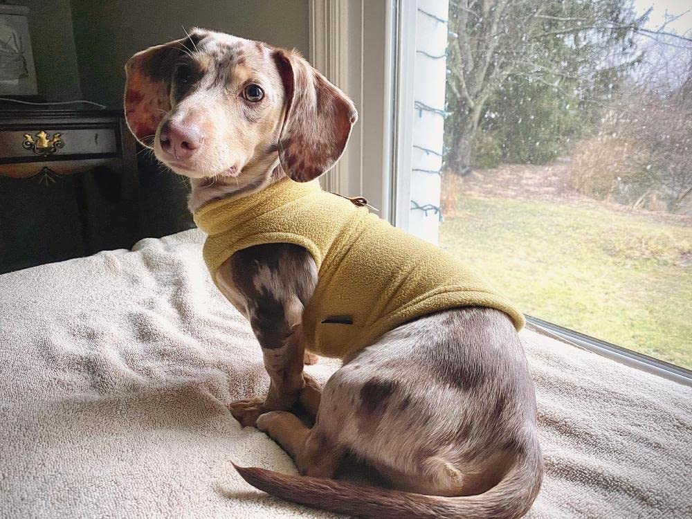 Gooby - Fleece Vest, Small Dog Pullover Fleece Jacket With Leash Ring, Honey Mustard, X-Small