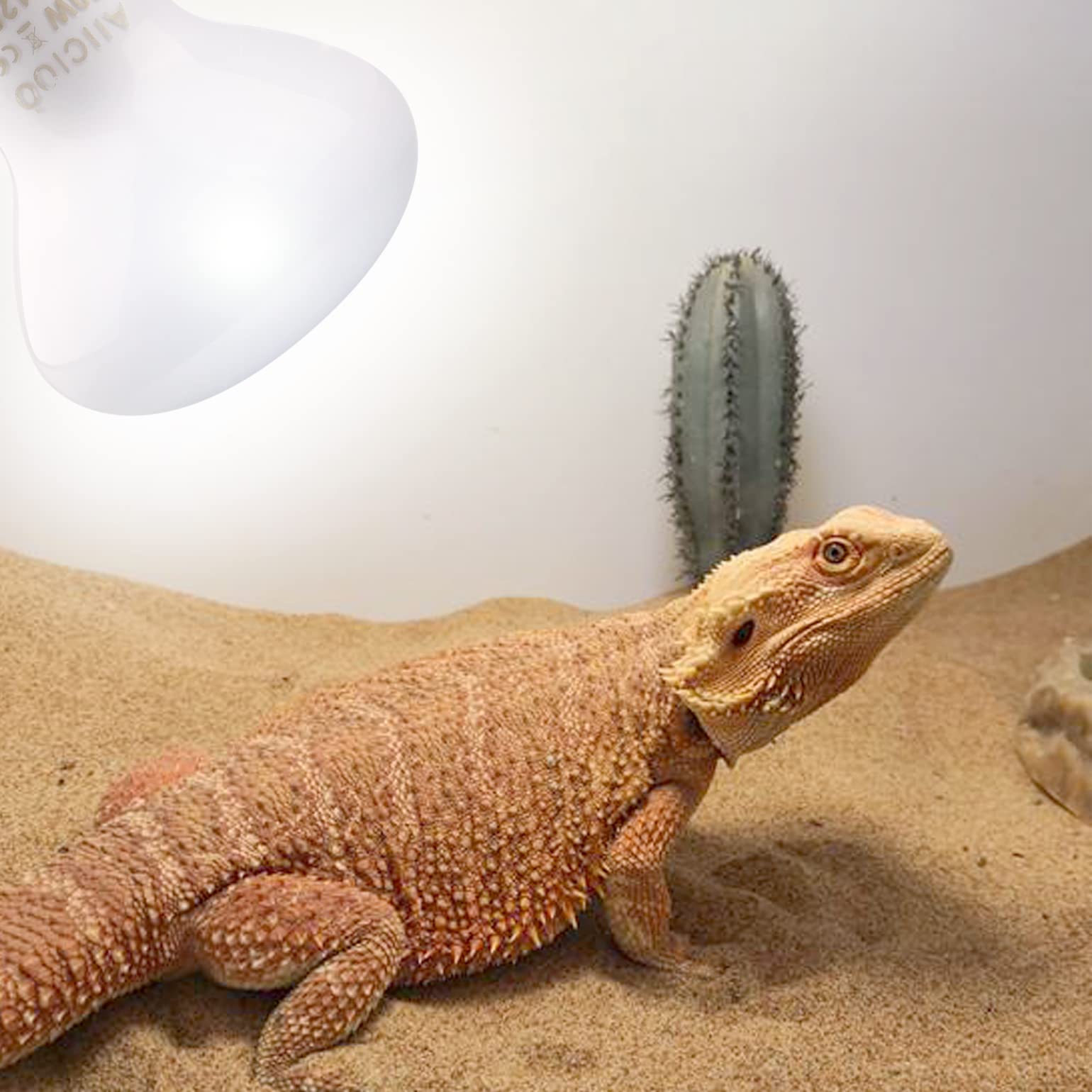 Aiicioo Reptile Basking Light Bulb - 50W Reptile Heat Lamp 2 Pack Uva Daylight Amphibians Basking Bulb For Bearded Dragon Turtle