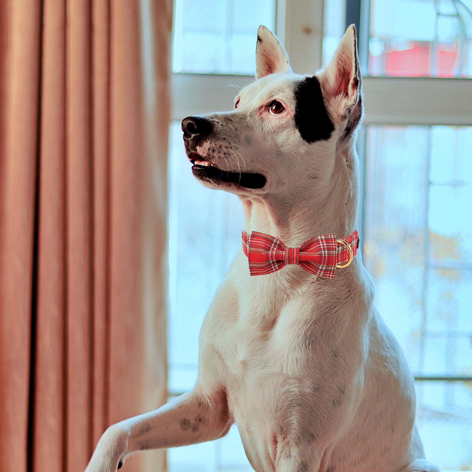 Mr. Chubbyface Red Plaid Dog Collar With Bowtie, Cotton Boy Girl Dog Collars With Metal Buckle Cute Christmas Collars For Puppy
