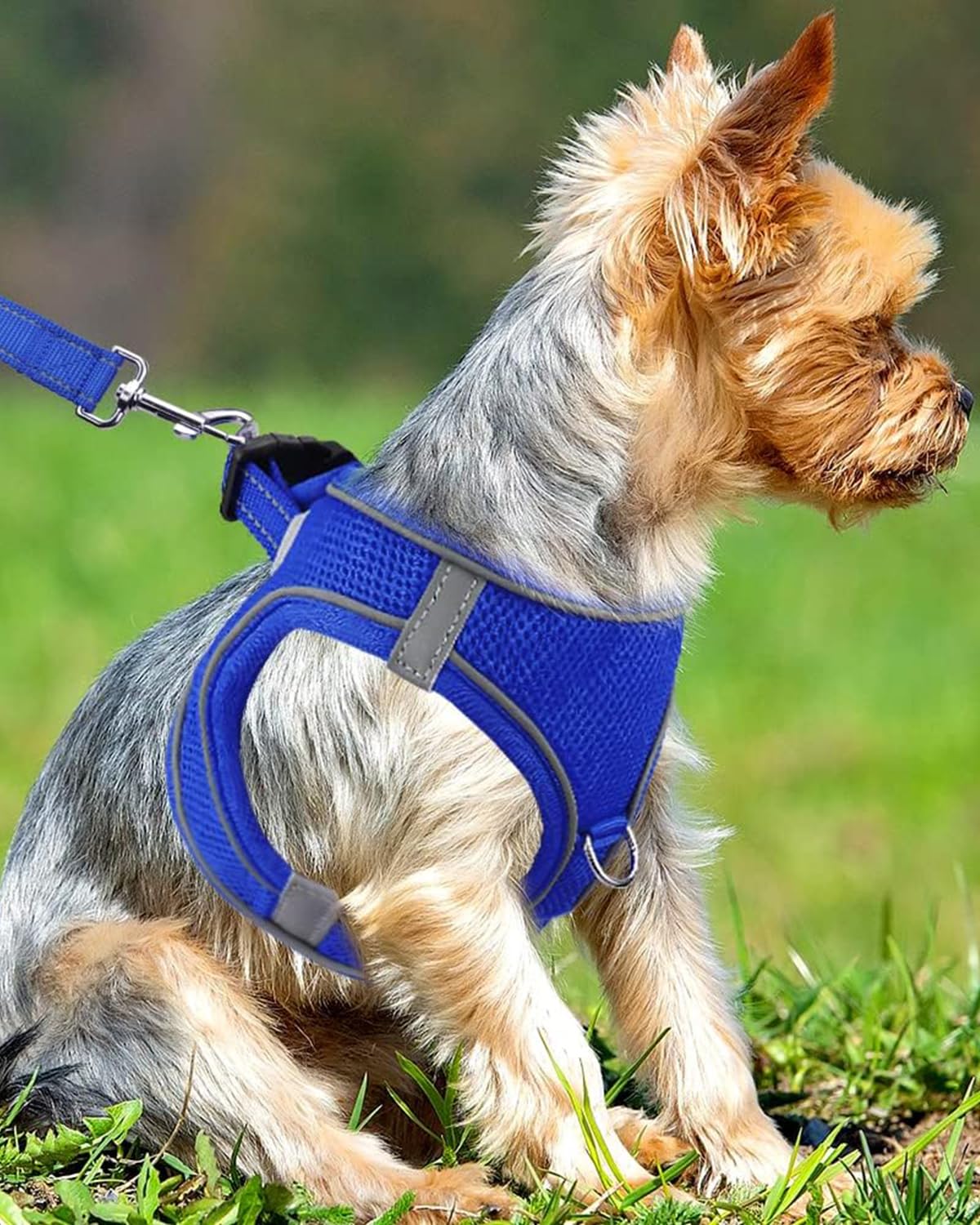 Joytale Small Dog Harness, Breathable Mesh Step-In Vest Harness, Reflective Soft Padded Harnesses Small Sized Dog For Walking, N