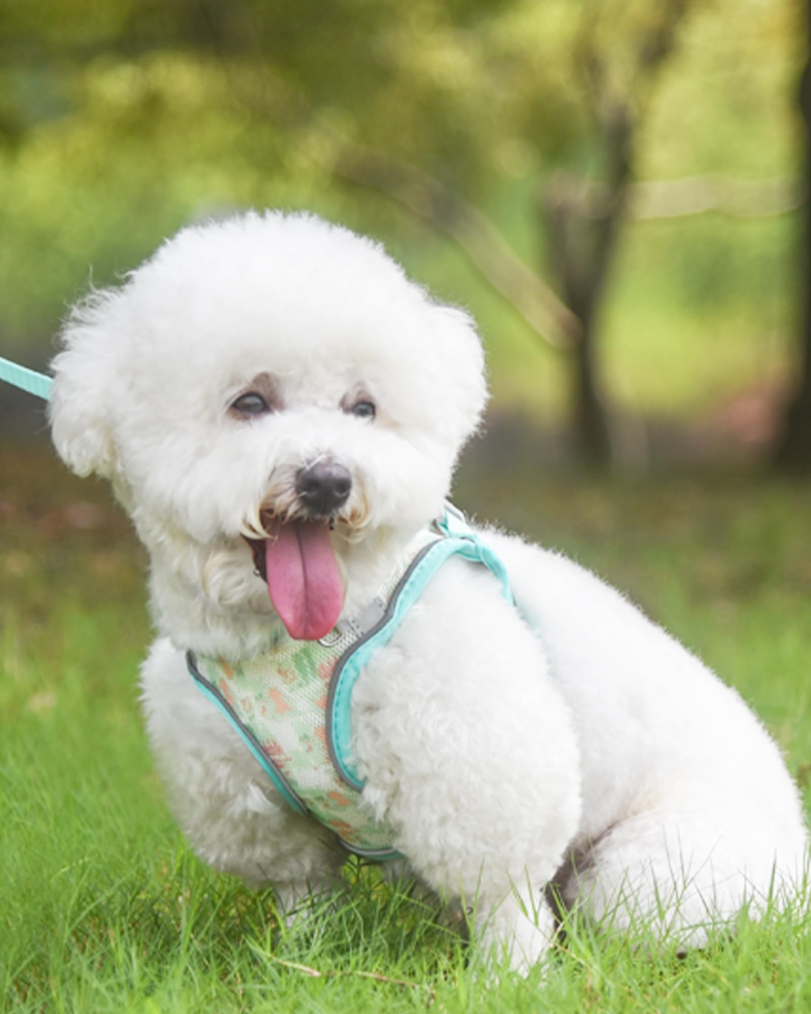 Aecllcea No Pull Dog Harness & Leash Set - Cat, Puppy & Small/Medium Sizes - Step In, Green, Xs