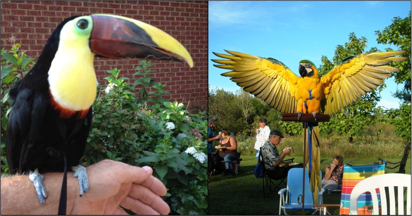 The Aviator Pet Bird Harness And Leash: Large Blue