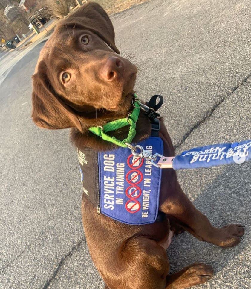 Country Brook Petz - Hot Lime Green Martingale Heavy Duty Nylon Dog Collar - 21 Vibrant Color Options (3/8 Inch Width, Mini)