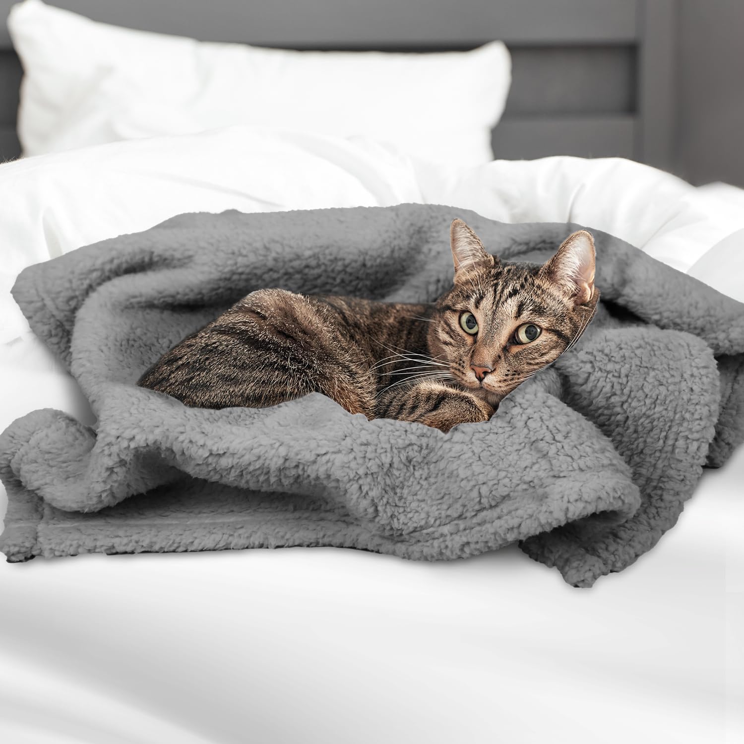 Furrybaby Dog Blanket Soft Dog Blankets For Small Dogs Puppy Essentials Washable Sherpa Fleece Cat Blanket 24X32 Inches For Bed