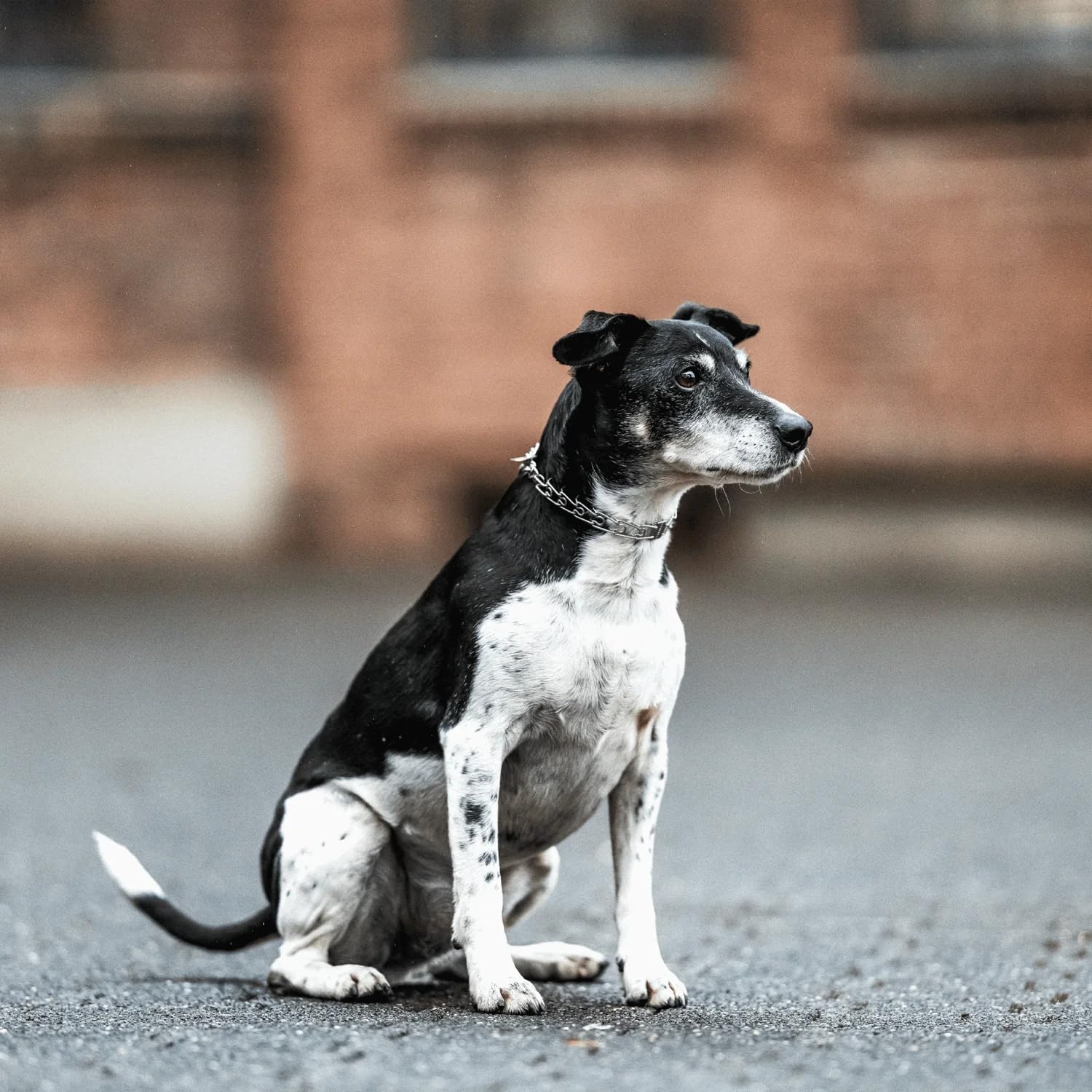 Herm Sprenger Prong Collar For Dog Training | Micro Prong Stainless Steel Ultra-Plus Dog Collar | Assembly Chain Training Collar For Smaller Dogs | Made In Germany - (1.5 Mm, (Neck Size Upto 9.5'))