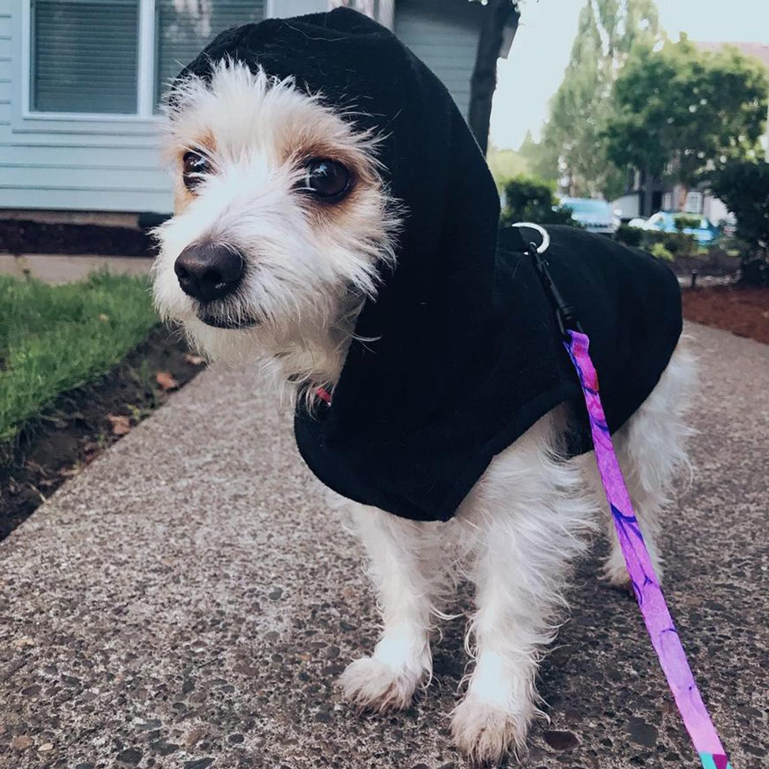 Gooby Fleece Vest Hoodie Dog Sweater - Black, Medium - Warm Pullover Dog Hoodie With O-Ring Leash - Winter Hooded Small Dog Sweater - Dog Clothes For Small Dogs Boy Or Girl, And Medium Dogs