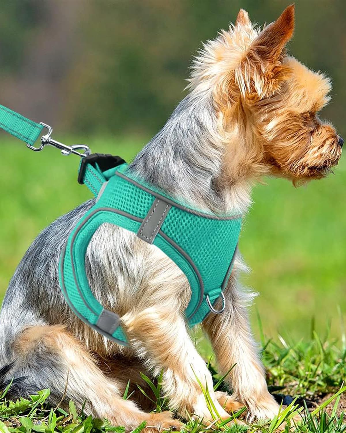 Joytale Small Dog Harness, Breathable Mesh Step-in Vest, Reflective Soft Padded Harnesses Small Sized Dog for Walking, Teal, S