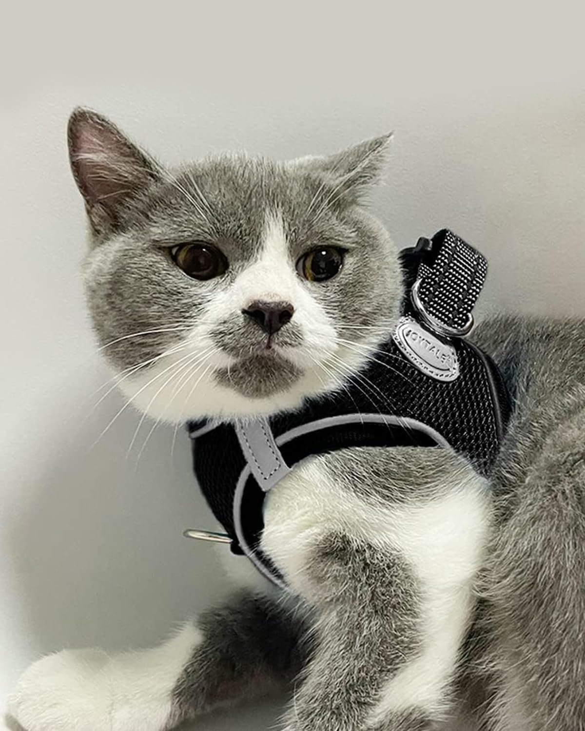 Joytale Step In Dog Harness,12 Colors,Breathable Mesh Vest Harness,Reflective Soft Padded Harnesses For Cats And Puppies Dogs,Bl