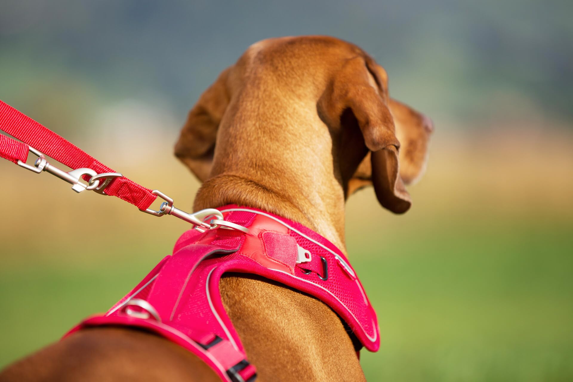Curli Belka Harness Custom-Fit Big Dog Harness Dog Harness Adjustable Choke-Free Reflective Vest for Large Dogs Brown XL