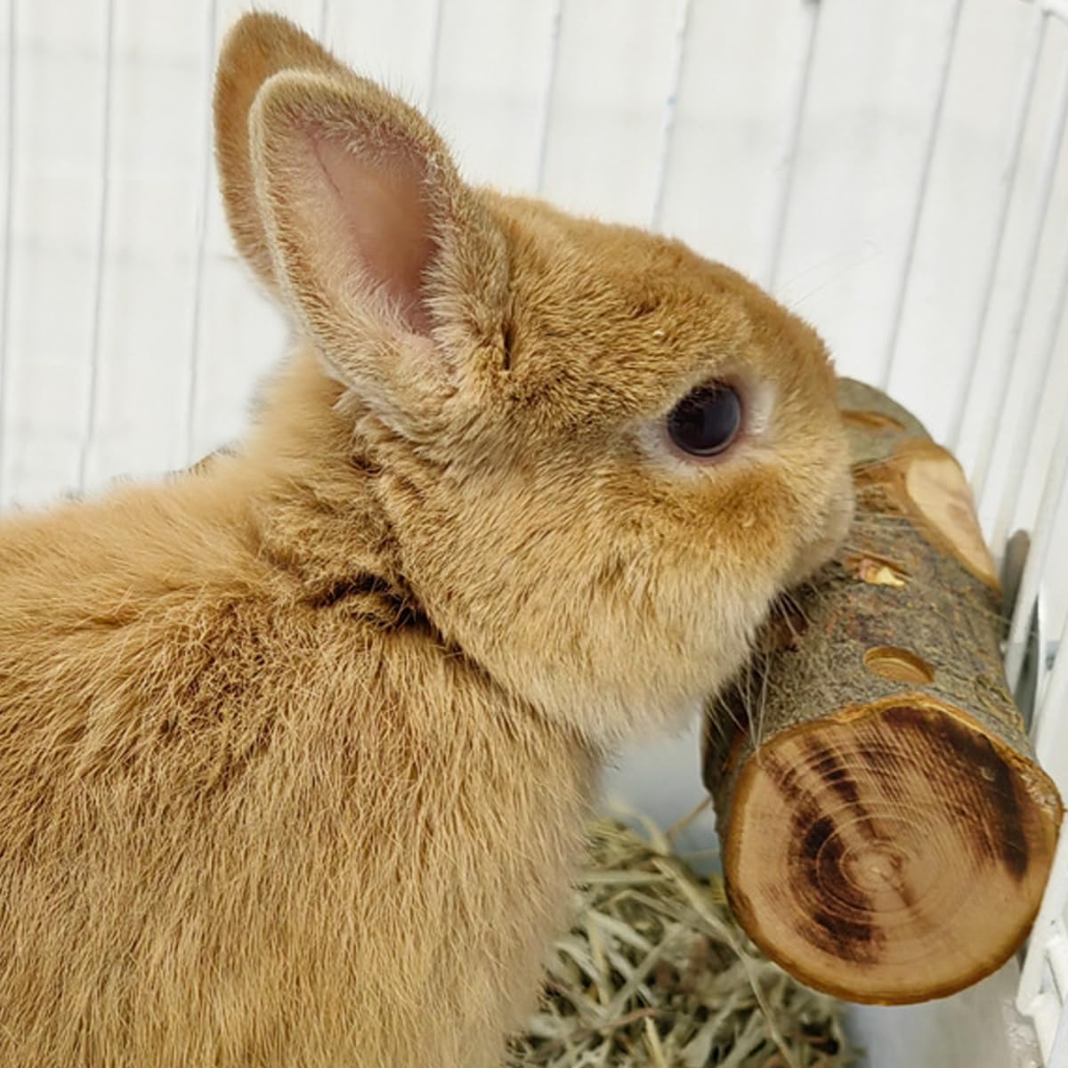 TANOMA Apple Wood, Small Animals Cage Accessories, Molar Wood Chew Treats Toys for Rabbits, Hamster, Guinea Pig, Chinchillas, Ge