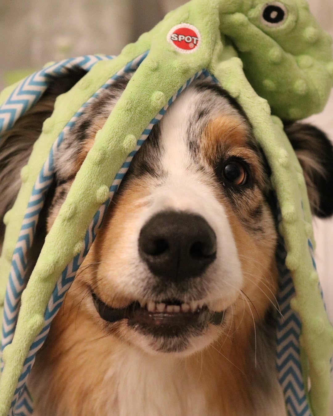 SPOT Skinneeez Extreme Octopus Dog Toy - 16    Stuffing-Free Plush Toy for Small/Medium Dogs with Squeaker - Great for Puppies &