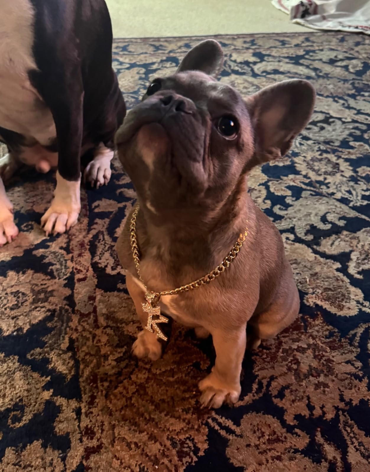 Initial Letter Cuban Chain Dog Chain Pet Chain Pet, Cat, Puppy Necklace (K, 16'')