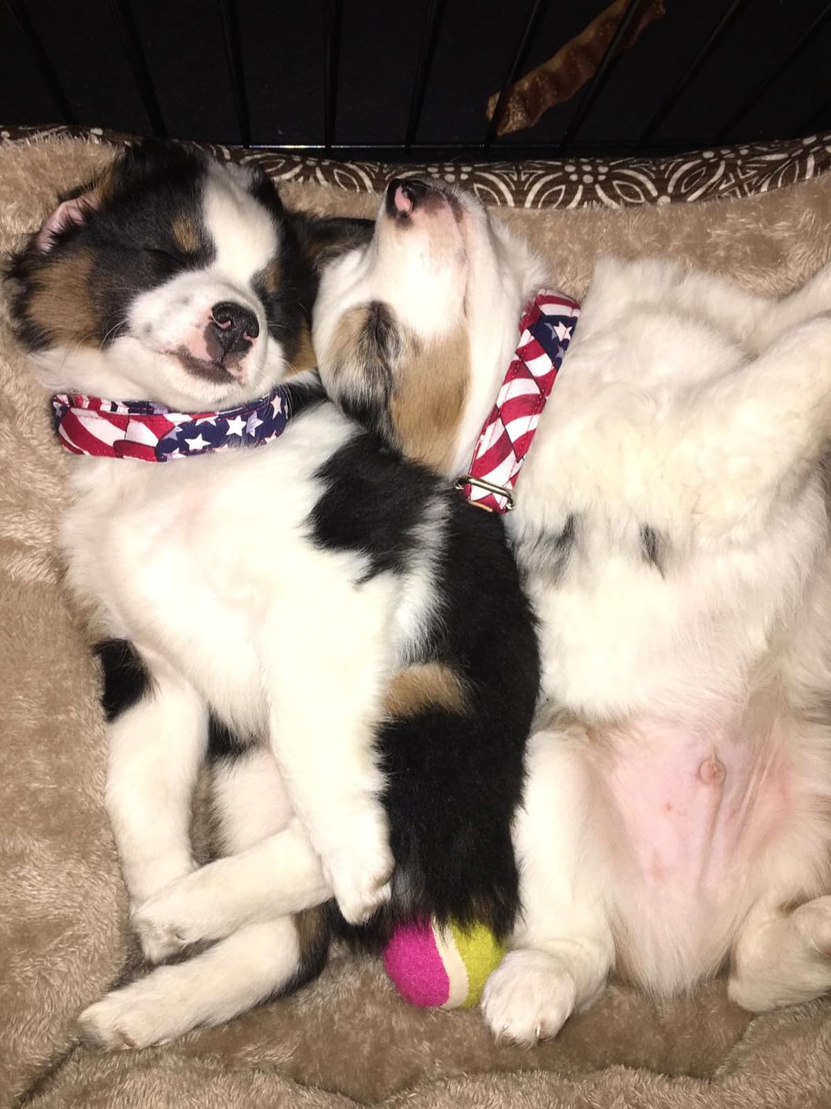 Lionet Paws Dog Collar, Comfortable Adjustable Cute Collar With Metal Buckle For Male Female Dogs, July Of 4Th, Medium, Neck 13.