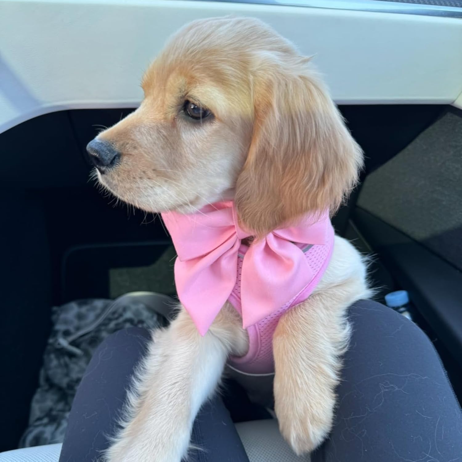 Maca Bates Dog Collar With Pink Bow Bowtie For Dogs Solid Colors Sailor Bow Tie Adjustable Breakaway Girly Cherry Collars Birthd