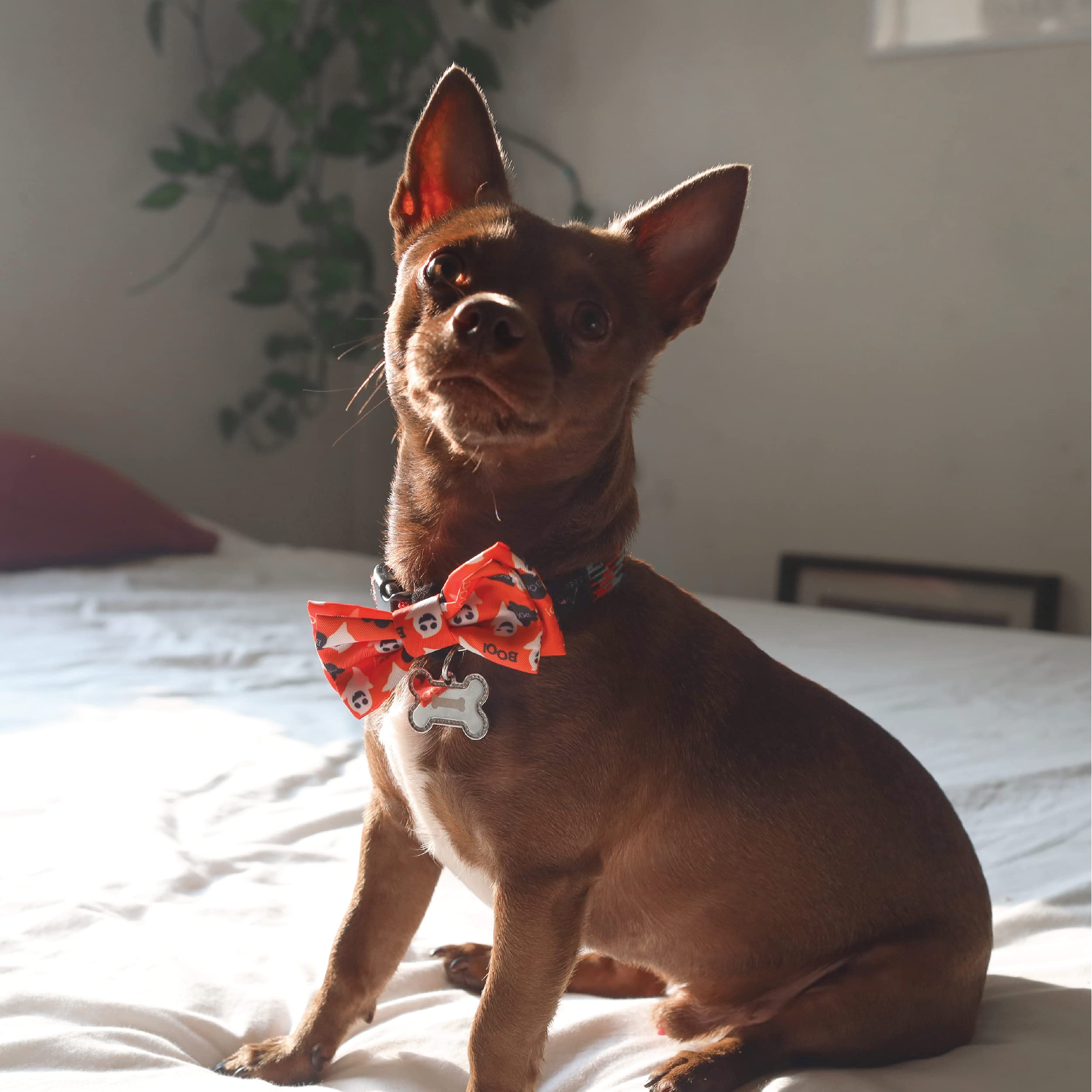Huxley & Kent Bow Tie For Pets | Ghostbusters (Extra-Large) | Halloween Bow Tie Collar Attachment | Fun Bow Ties For Dogs & Cats | Cute, Comfortable, And Durable | H&K Bow Tie